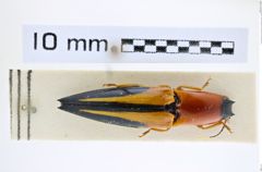 Foto (Dorsalansicht) von Semiotus carus antennalis (Candèze, 1896) (NHMW-ZOO-COL-0008222)